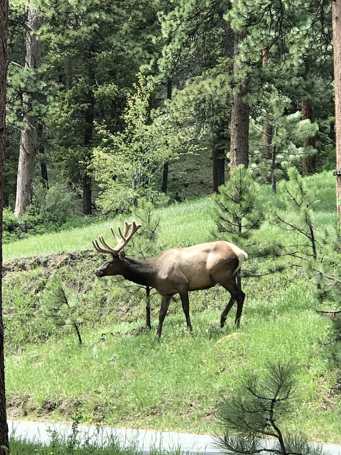 Estes Park Lodge