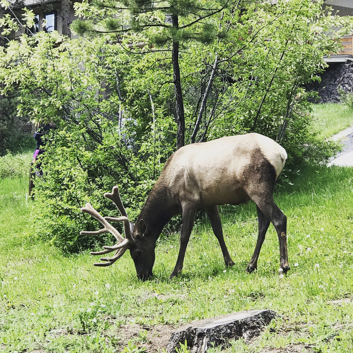 Estes Park Lodge