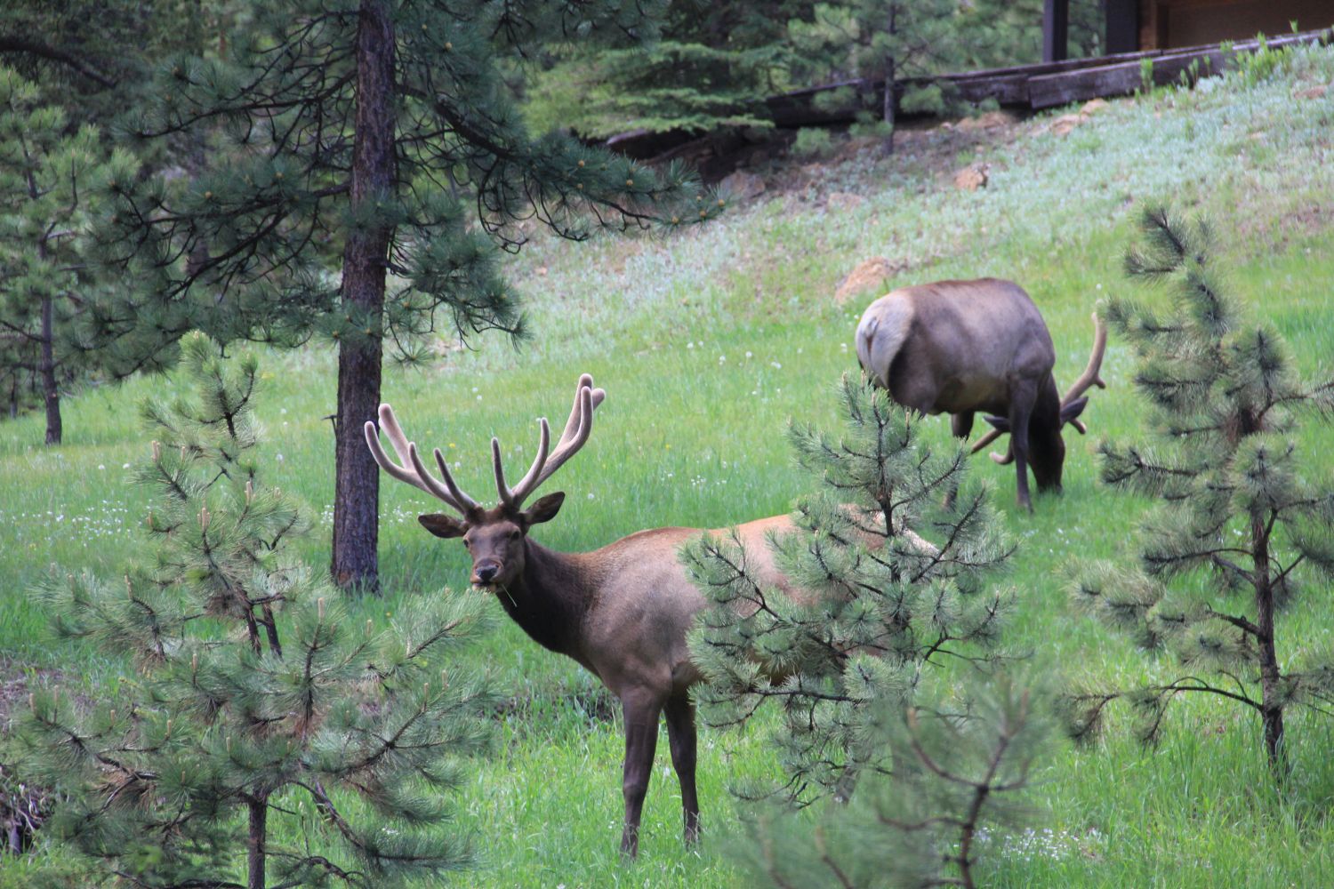 Estes Park Lodge