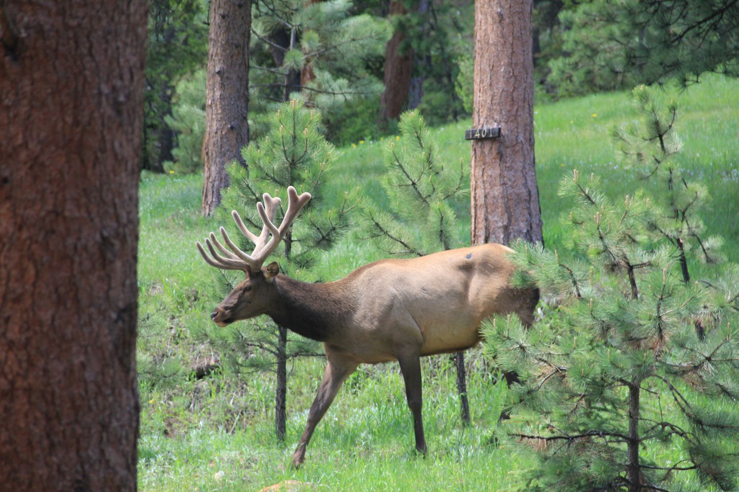 Estes Park Lodge