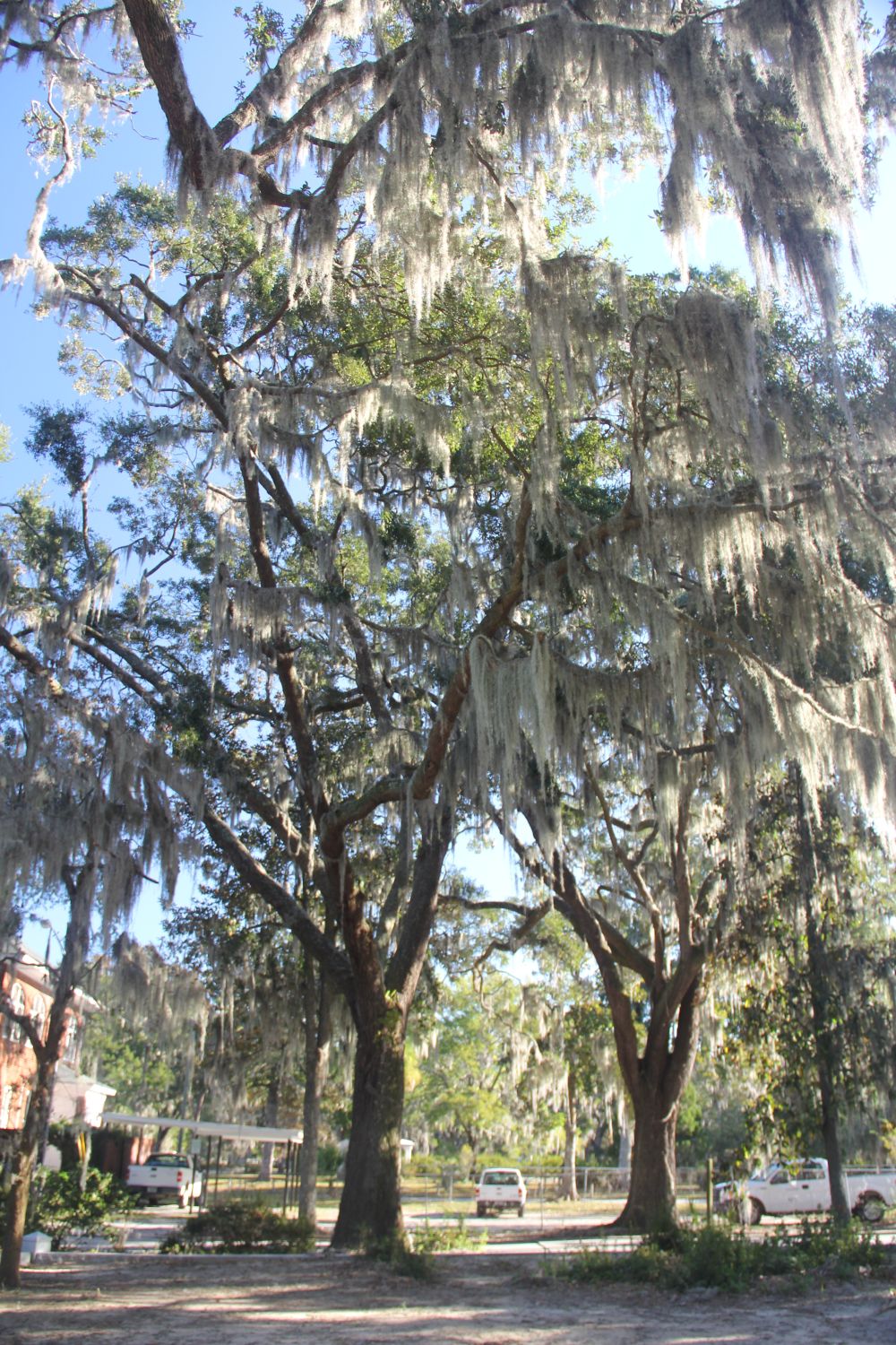 Bonaventure Cemetery