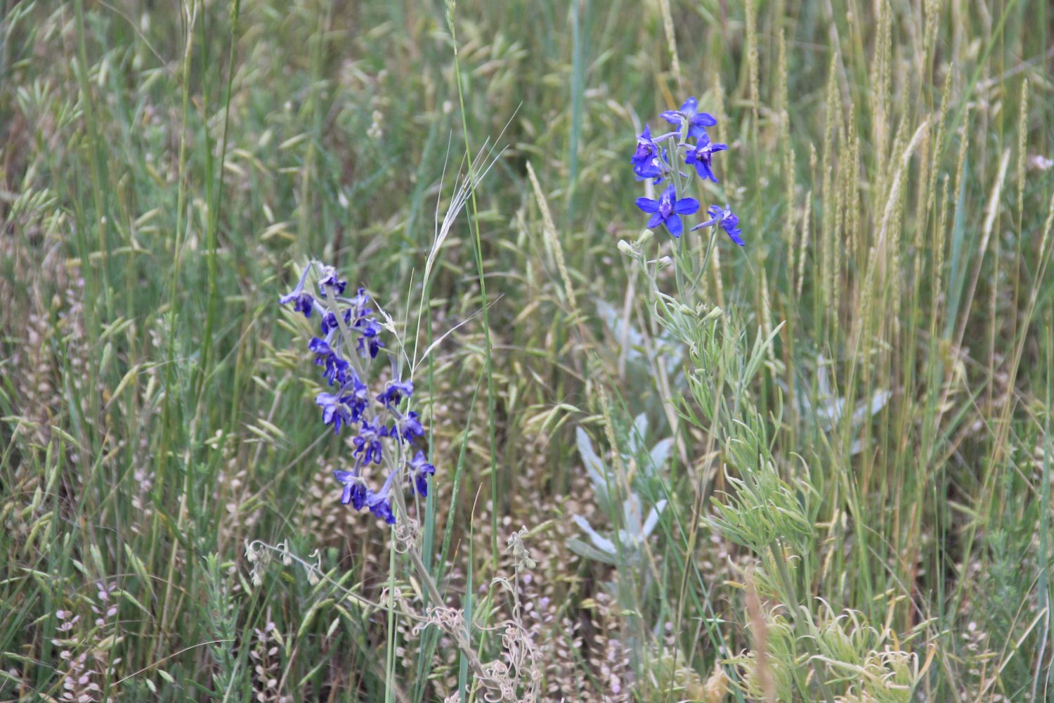 HorseTooth 9