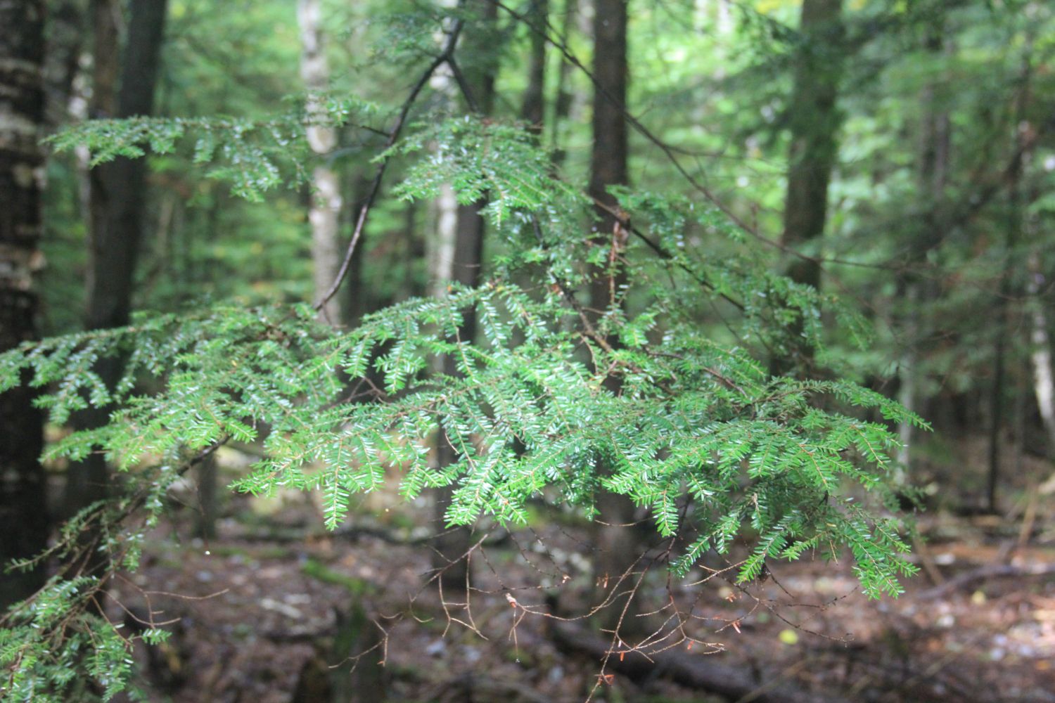 Peninsula State Park