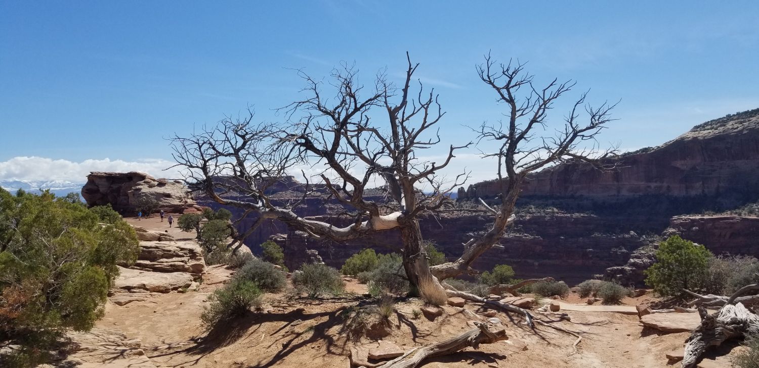 Shafer Canyon