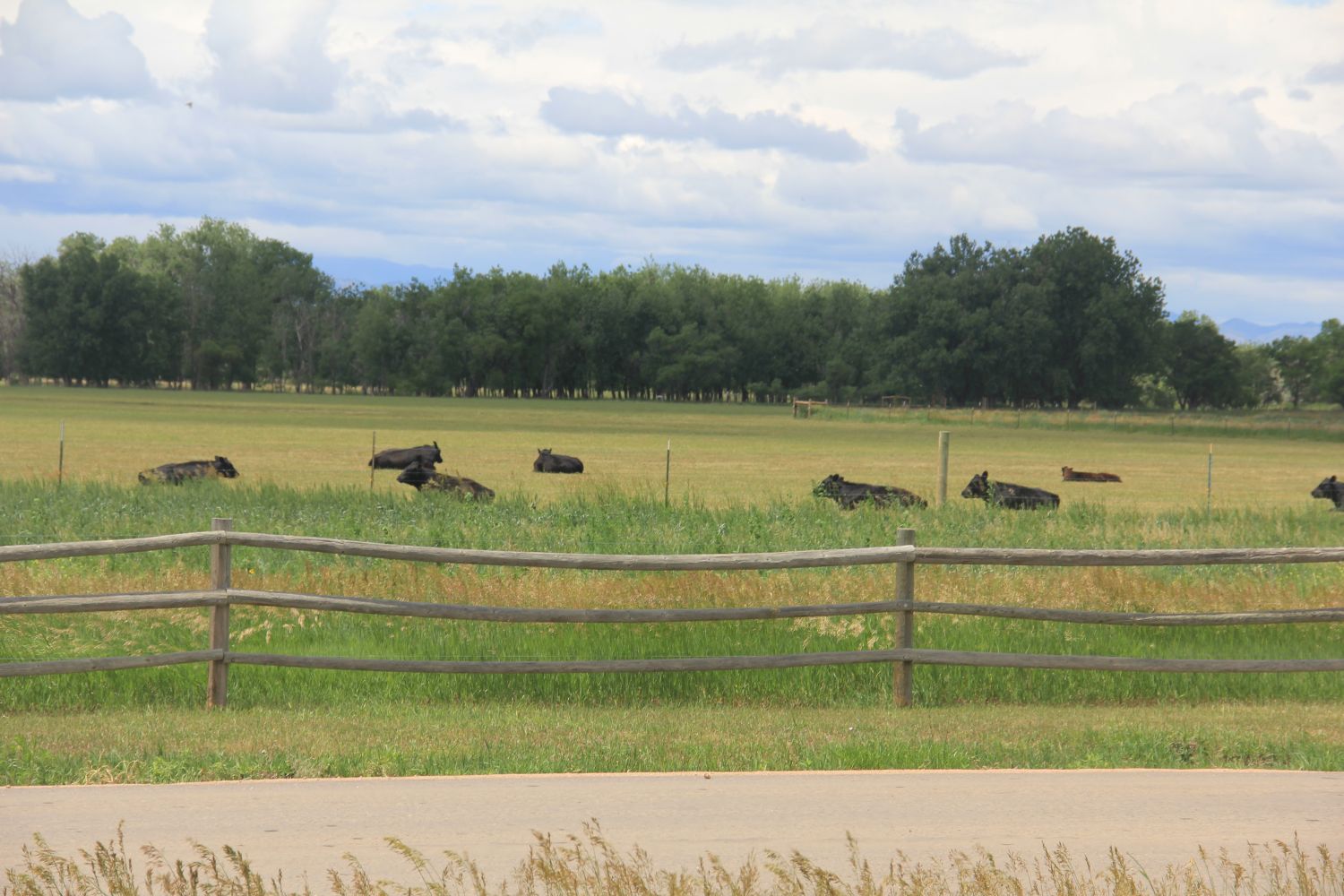 Poudre Trail