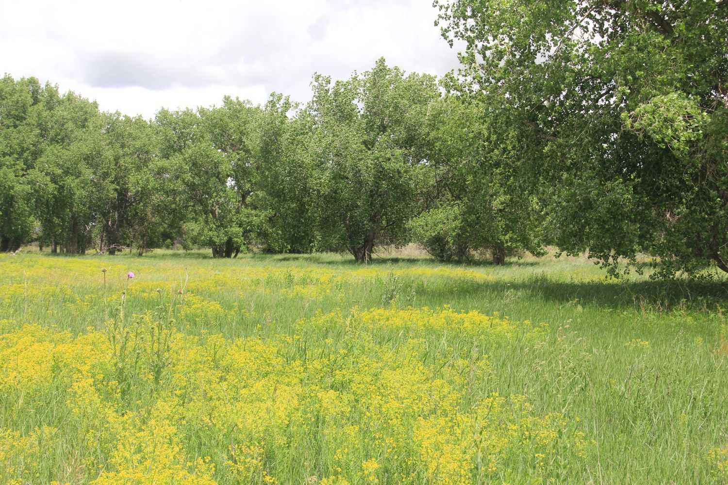 Poudre Trail