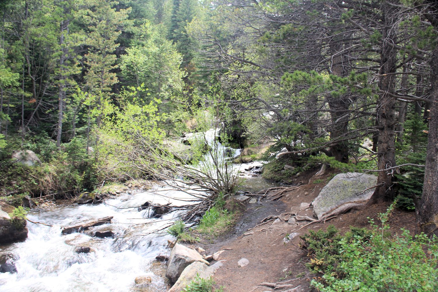 Alberta Falls Trail