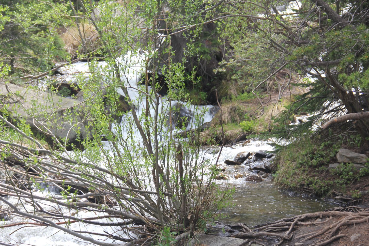 Alberta Falls Trail