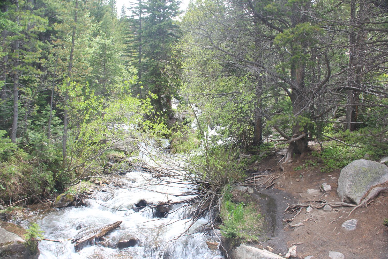 Alberta Falls Trail