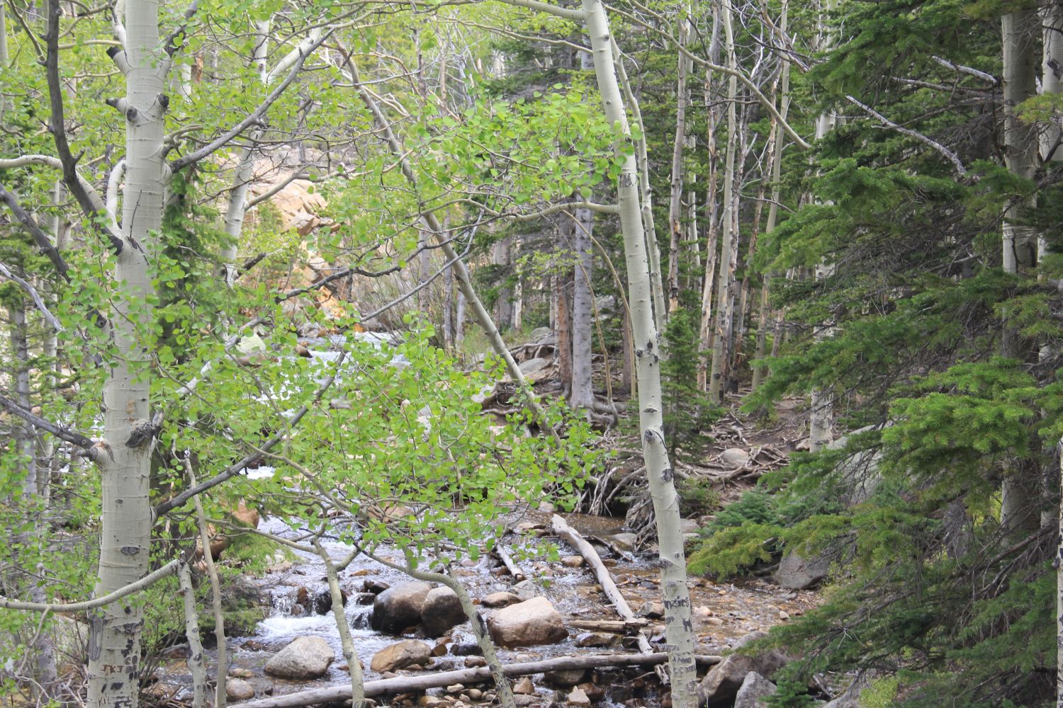 Alberta Falls Trail