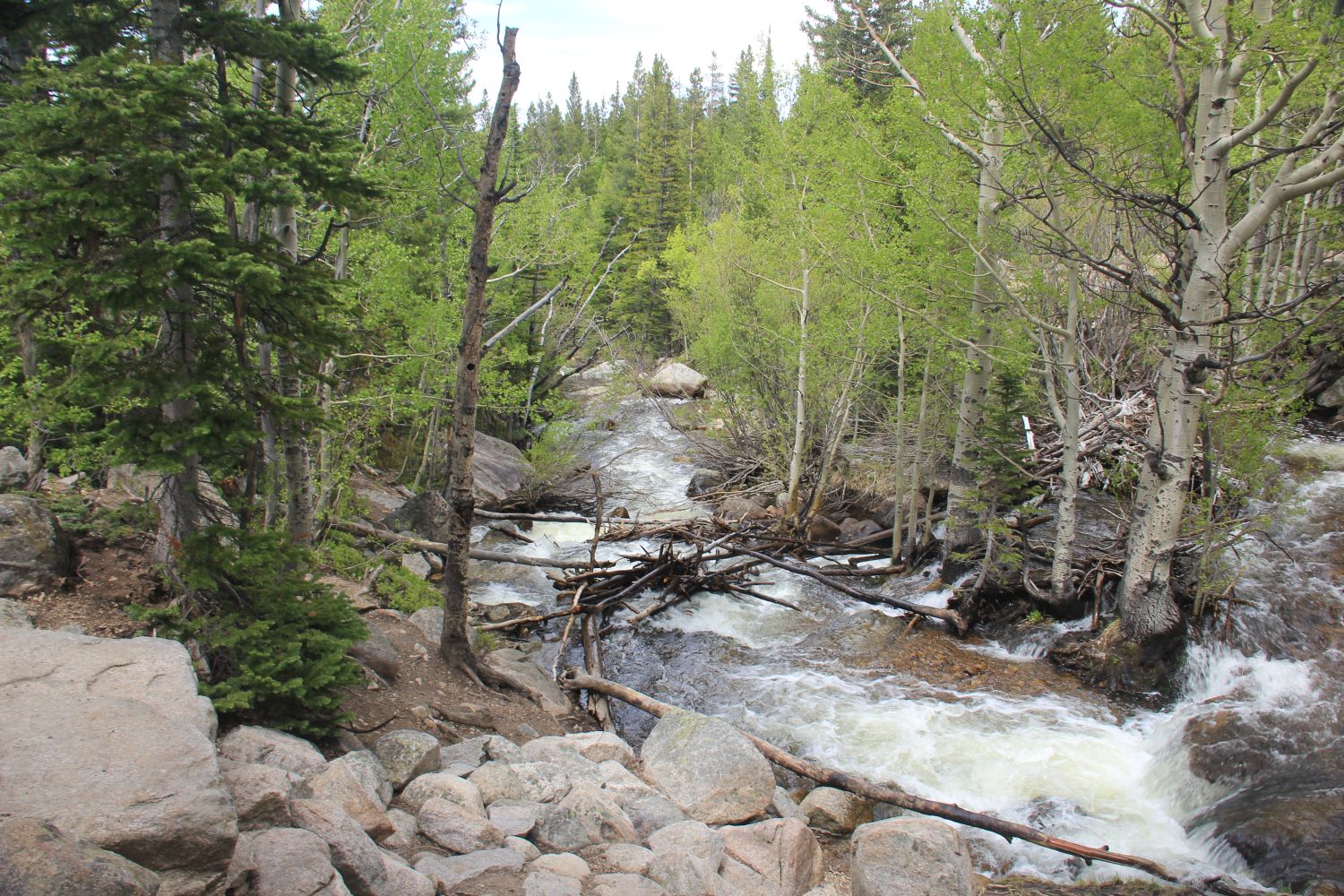 Alberta Falls Trail