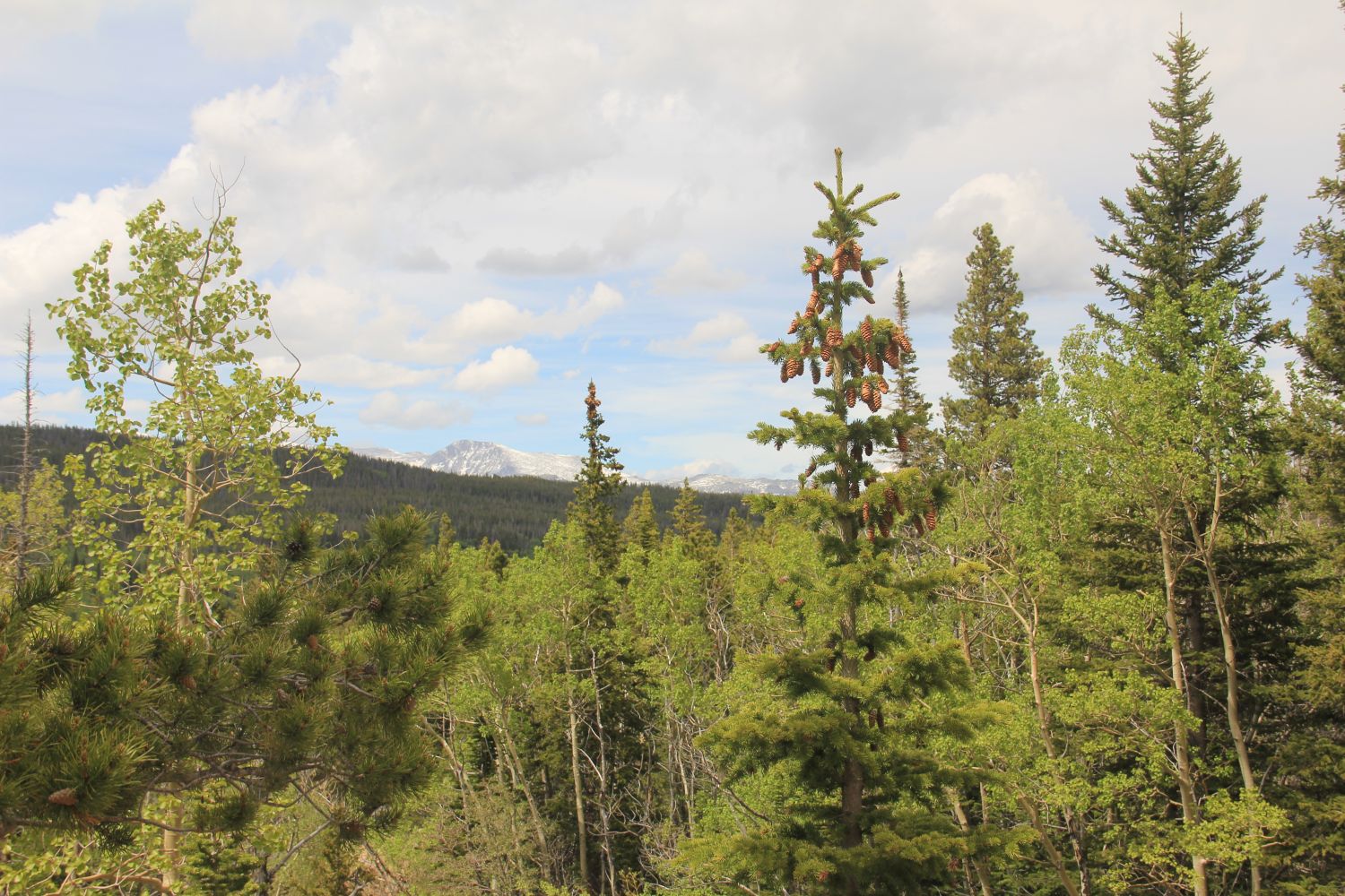 Alberta Falls Trail