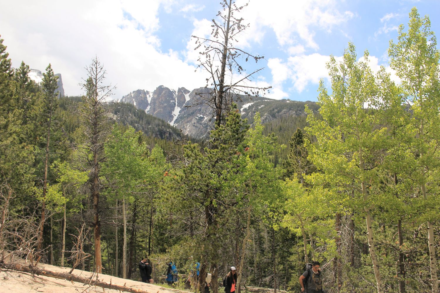 Alberta Falls Trail