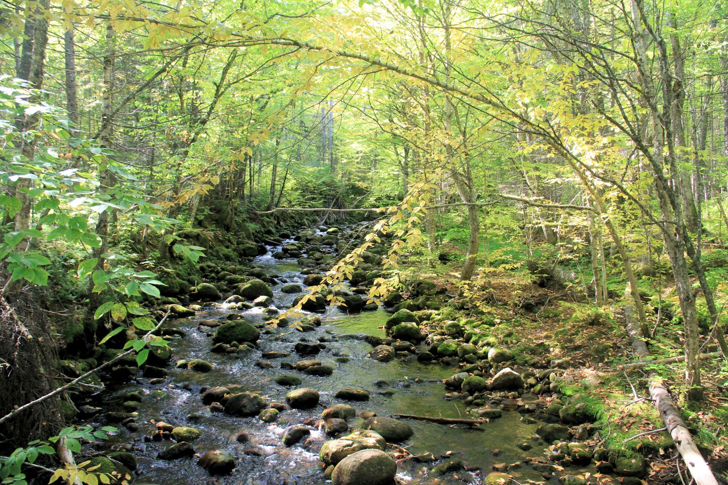 Jacques Cartier Park