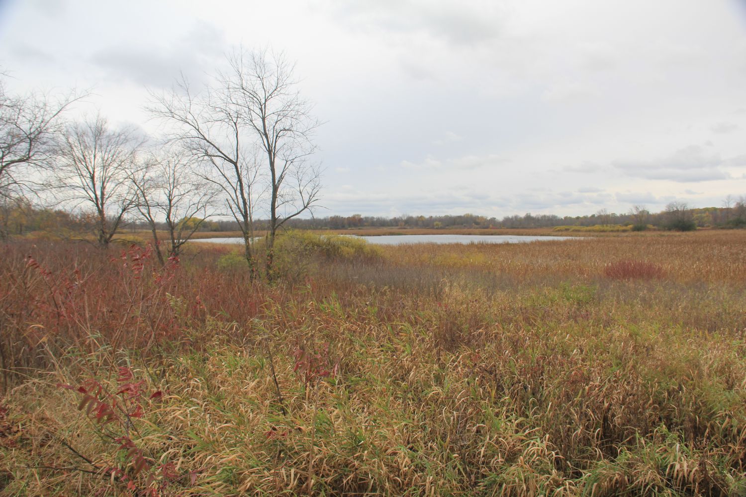 Horicon Marsh