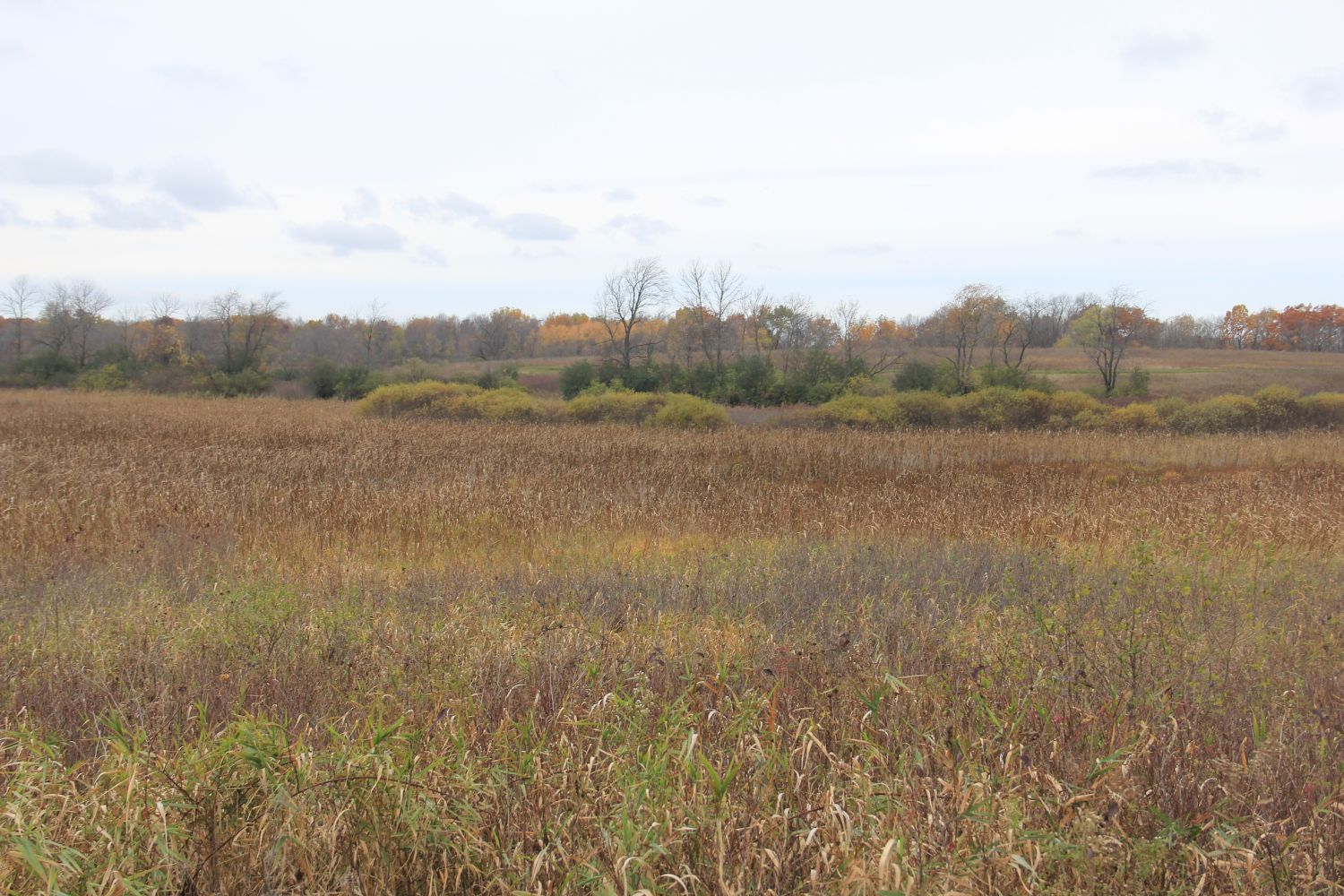 Horicon Marsh