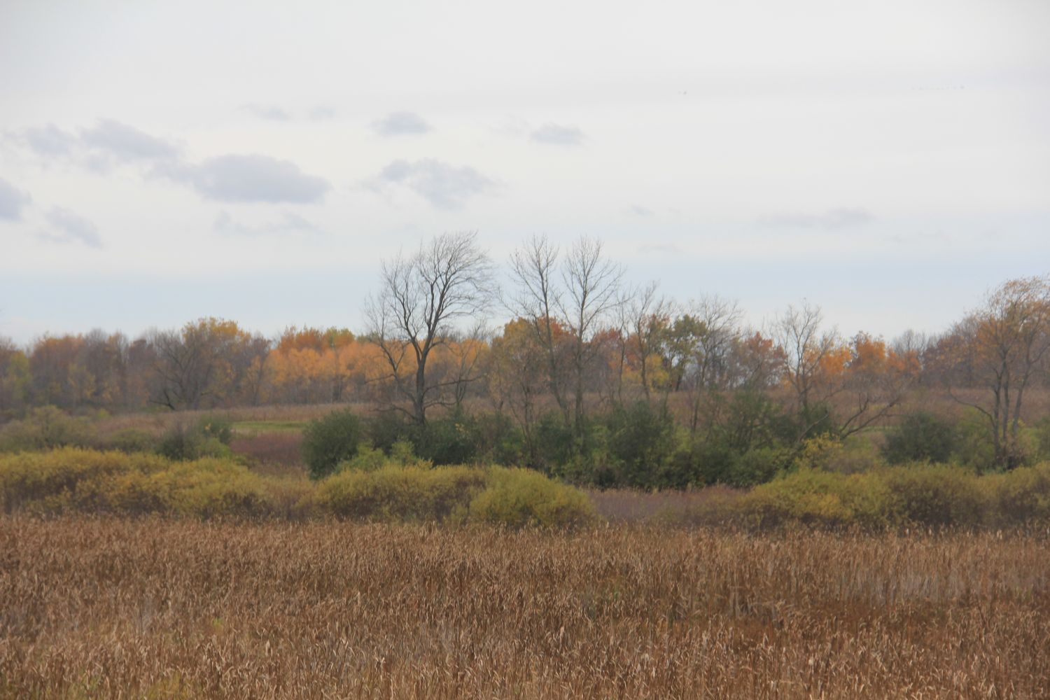 Horicon Marsh