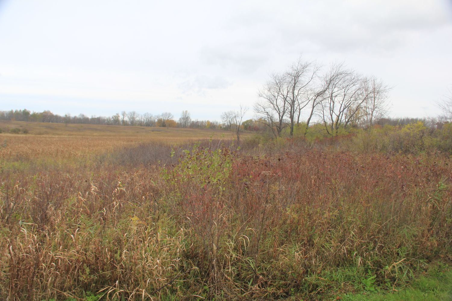 Horicon Marsh