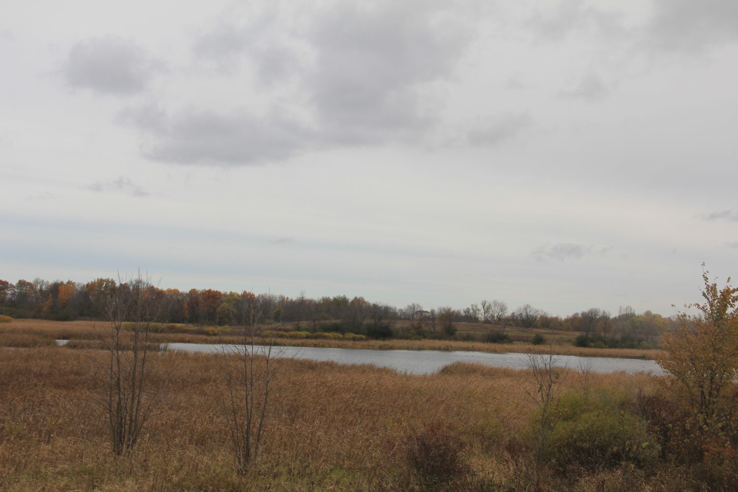 Horicon Marsh