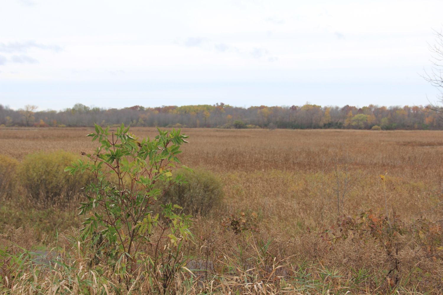 Horicon Marsh