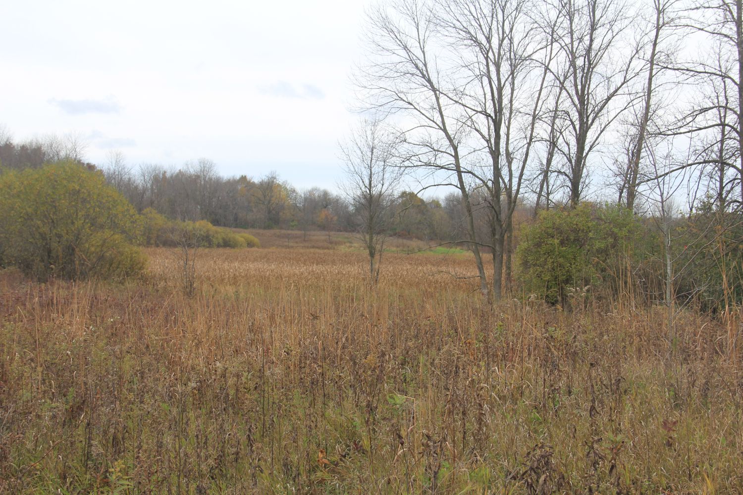 Horicon Marsh