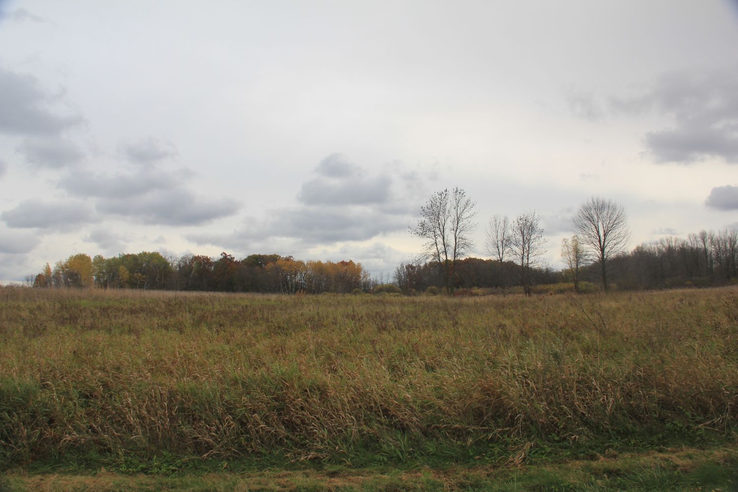 Horicon Marsh