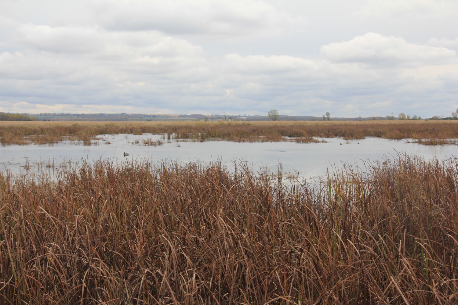 Horicon Marsh