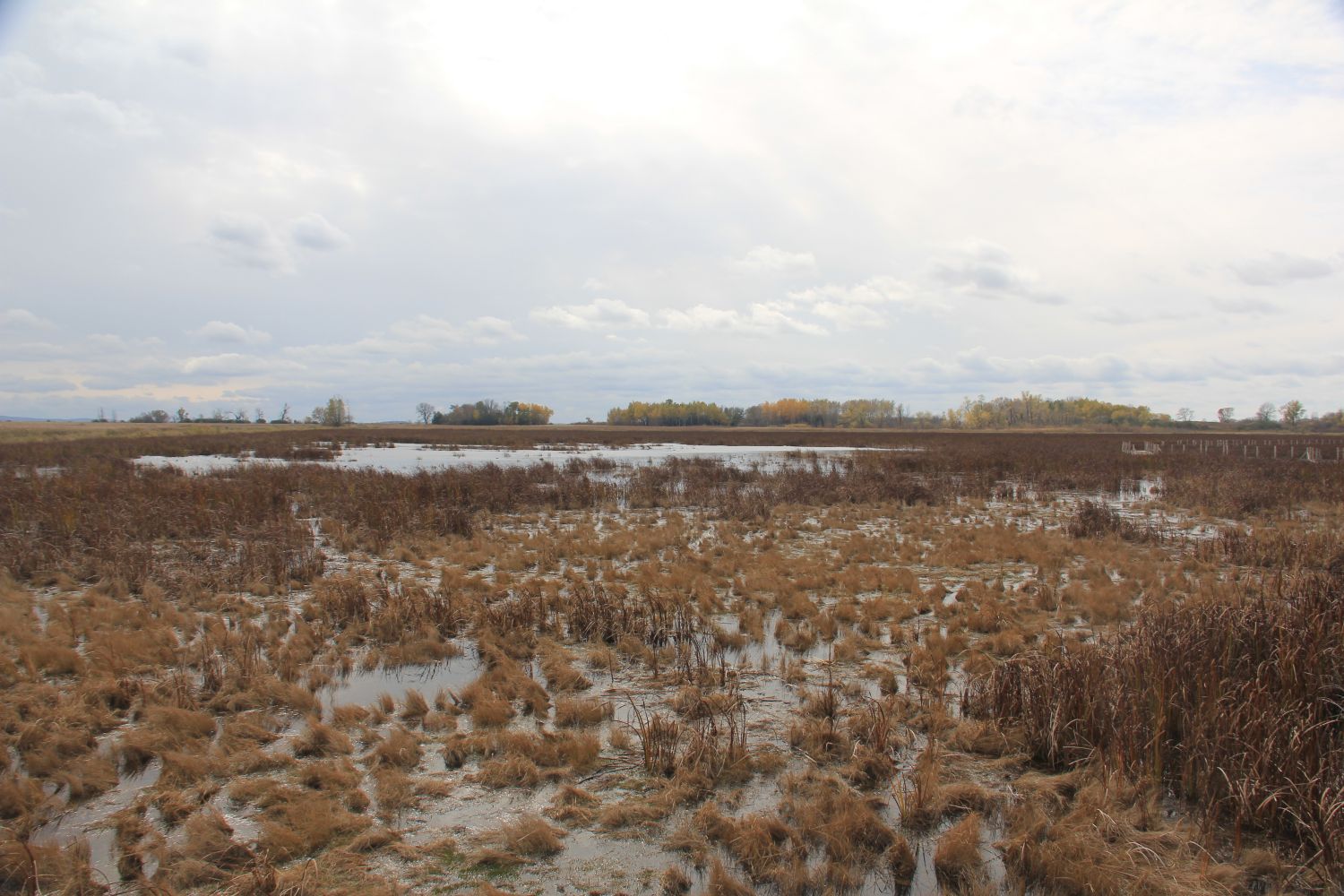 Horicon Marsh