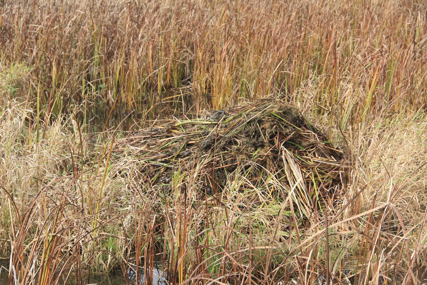 Horicon Marsh