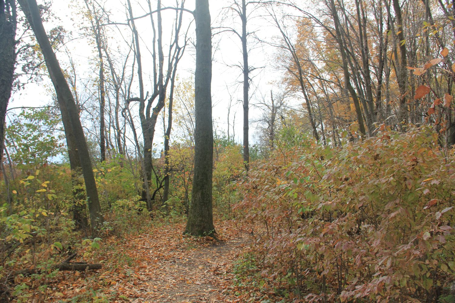 Horicon Marsh