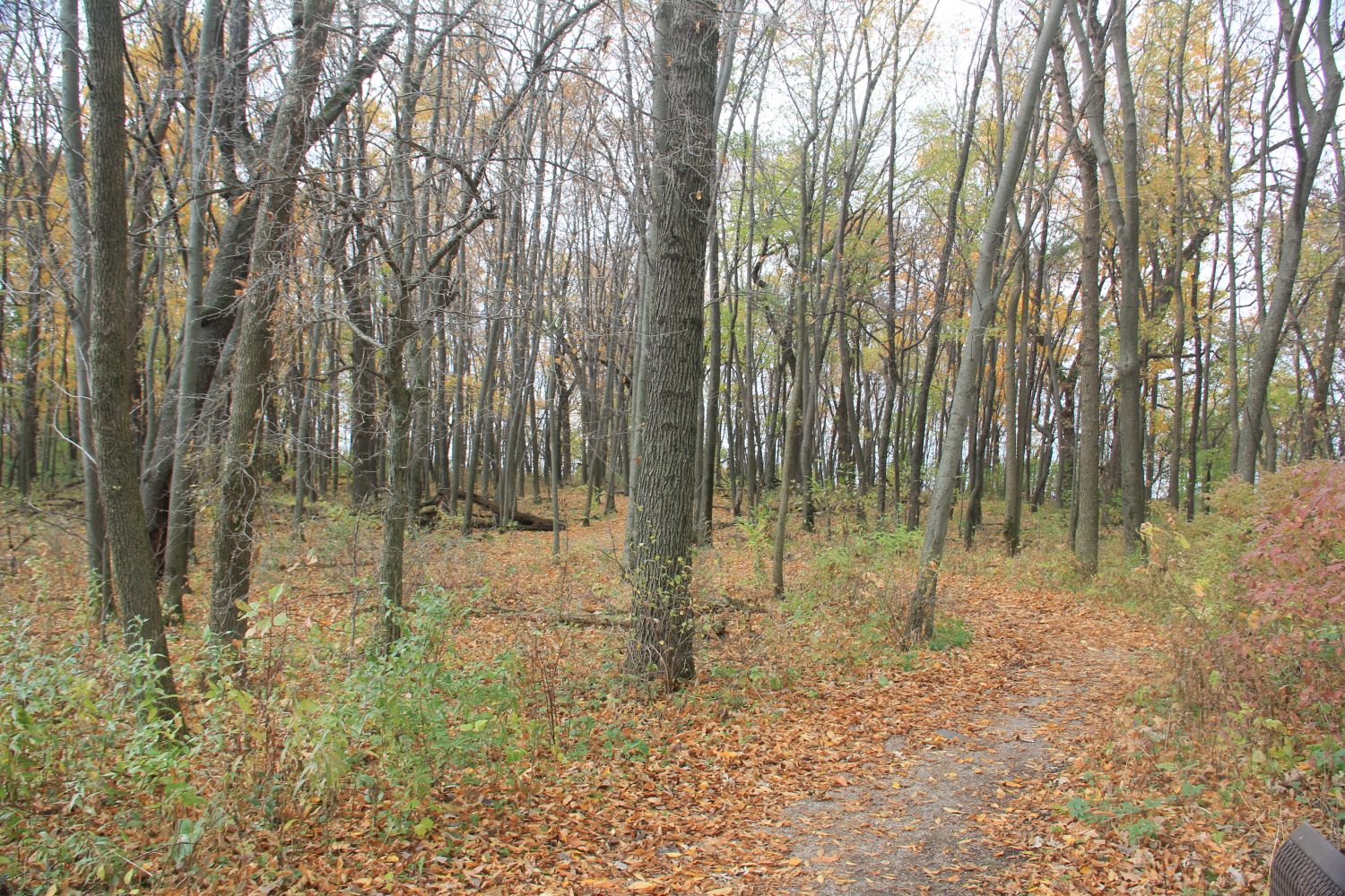 Horicon Marsh