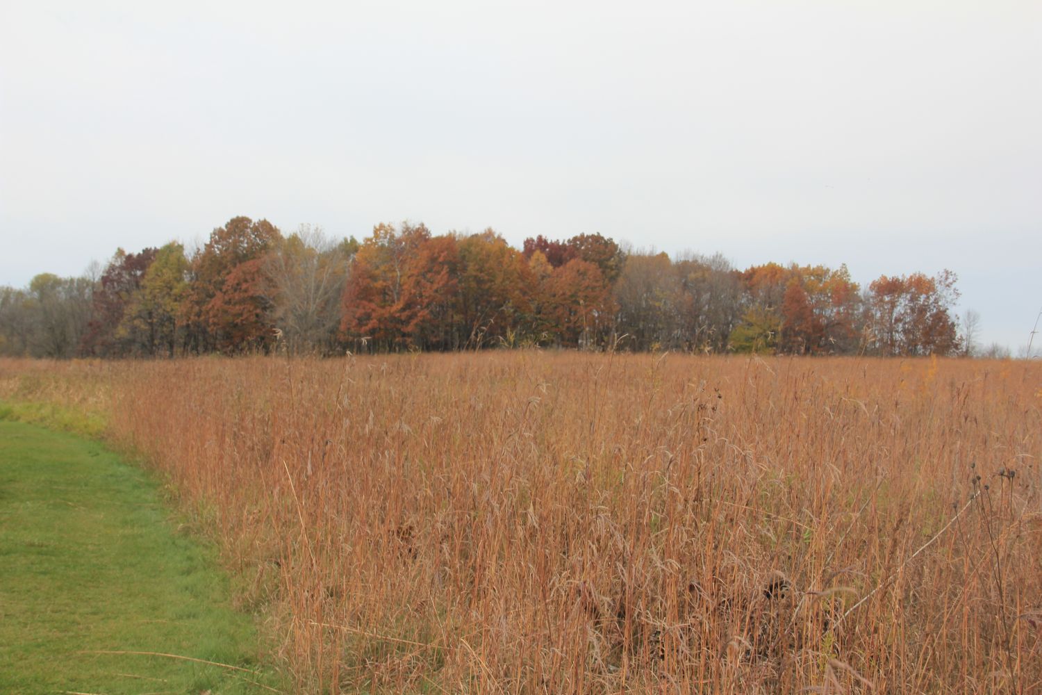 Horicon Marsh