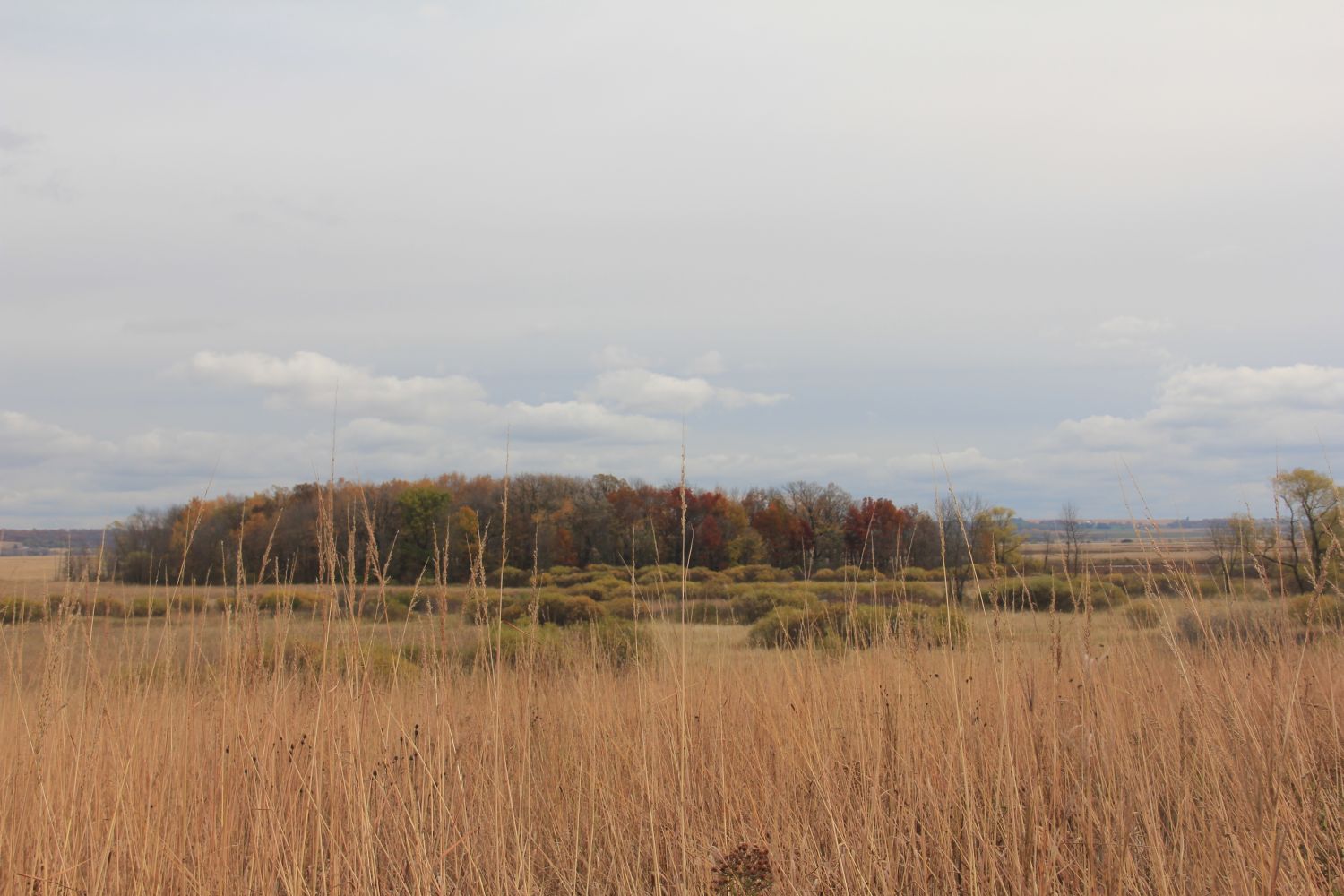 Horicon Marsh