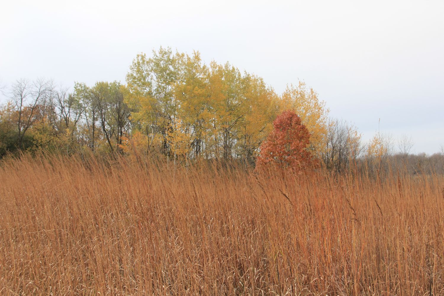 Horicon Marsh