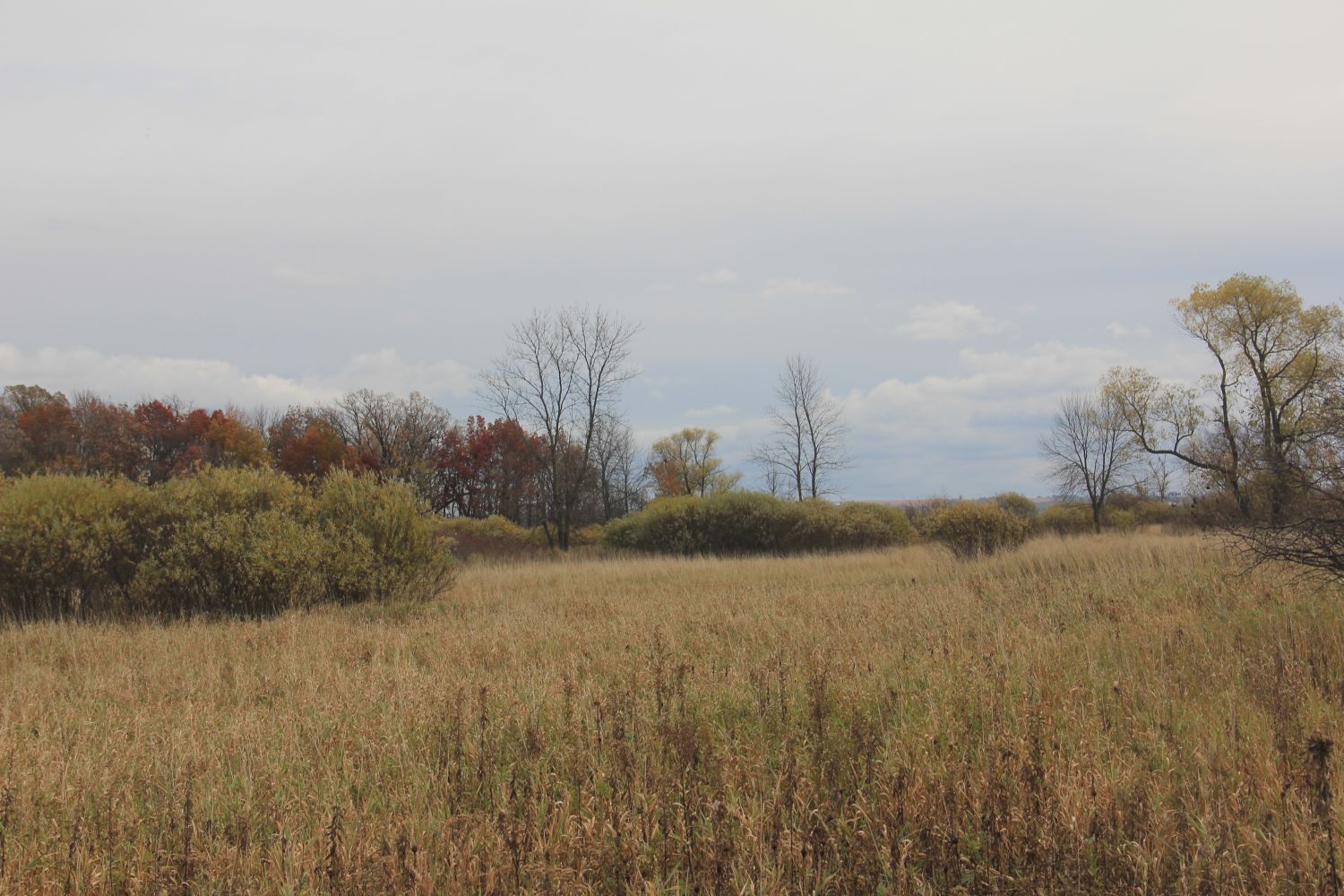 Horicon Marsh