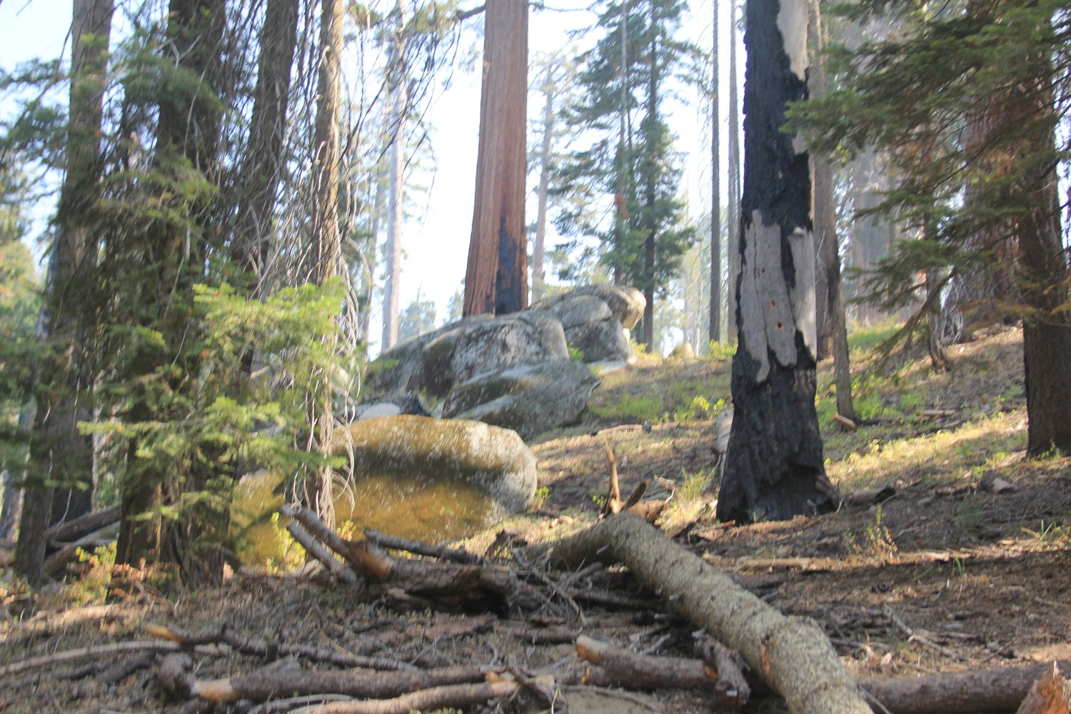 Grant Tree Trail, Boundary Trail and North Grove Trail 
