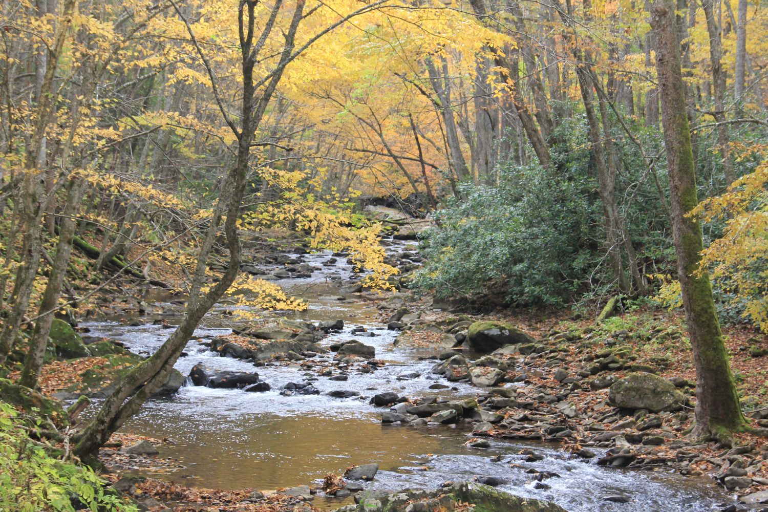 Glade Creek Trail 