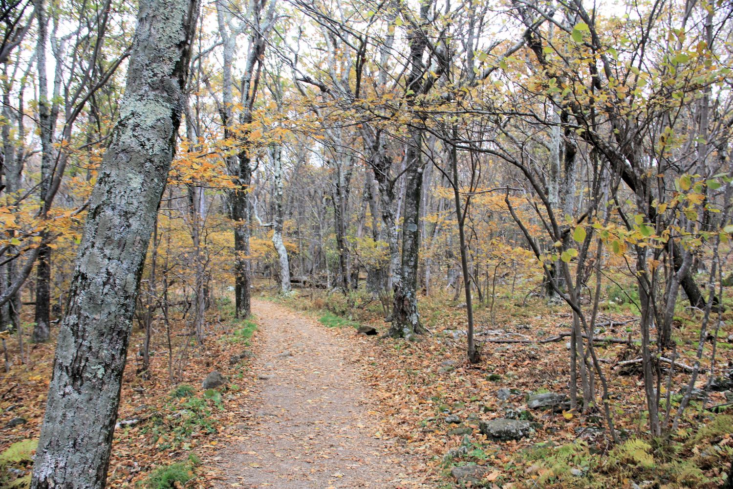 Hawksbill Trail 