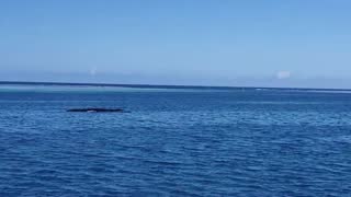 Moorea Beach Restaurant