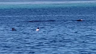 Moorea Beach Restaurant