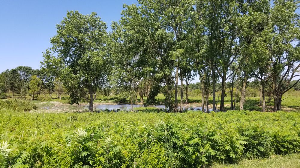 Lake Herrick Forest Preserve 