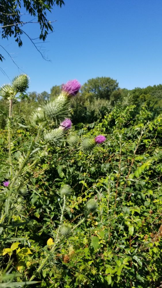James O'Breen Nature Area 