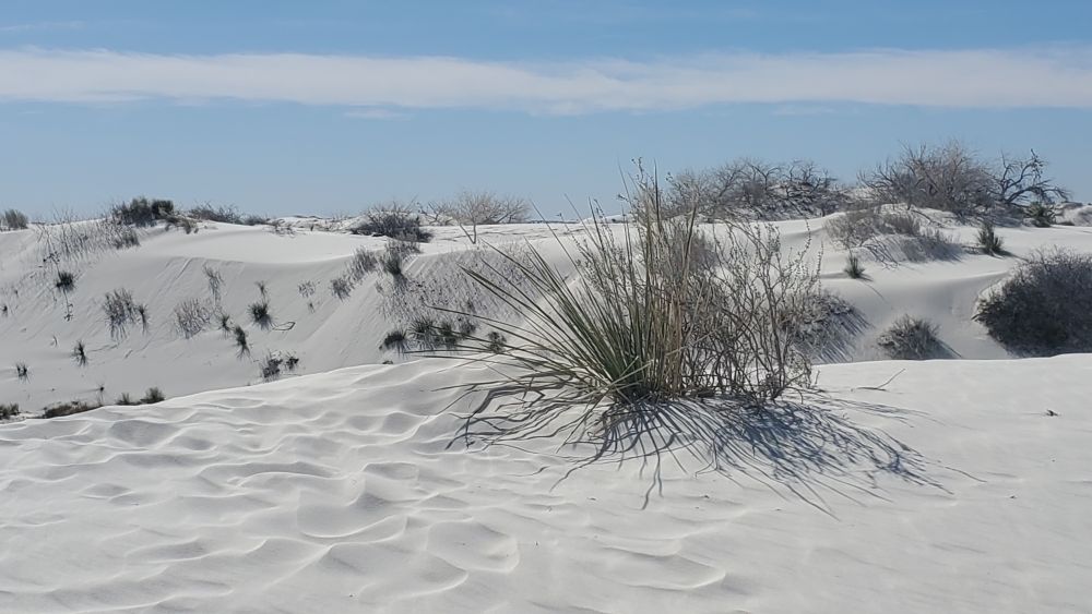 White Sands Playa and Dune Life Trails
