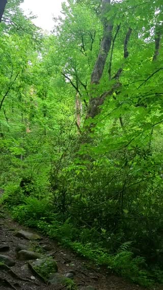 Porters Creek to Fern Falls