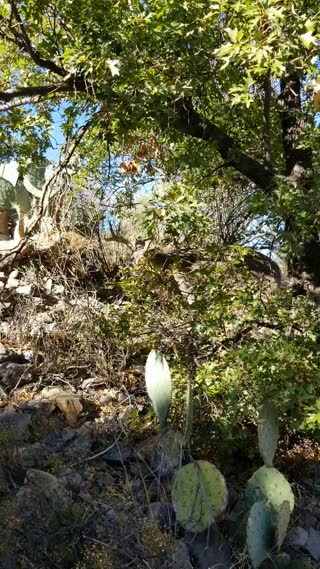 Basin and Window View Hikes