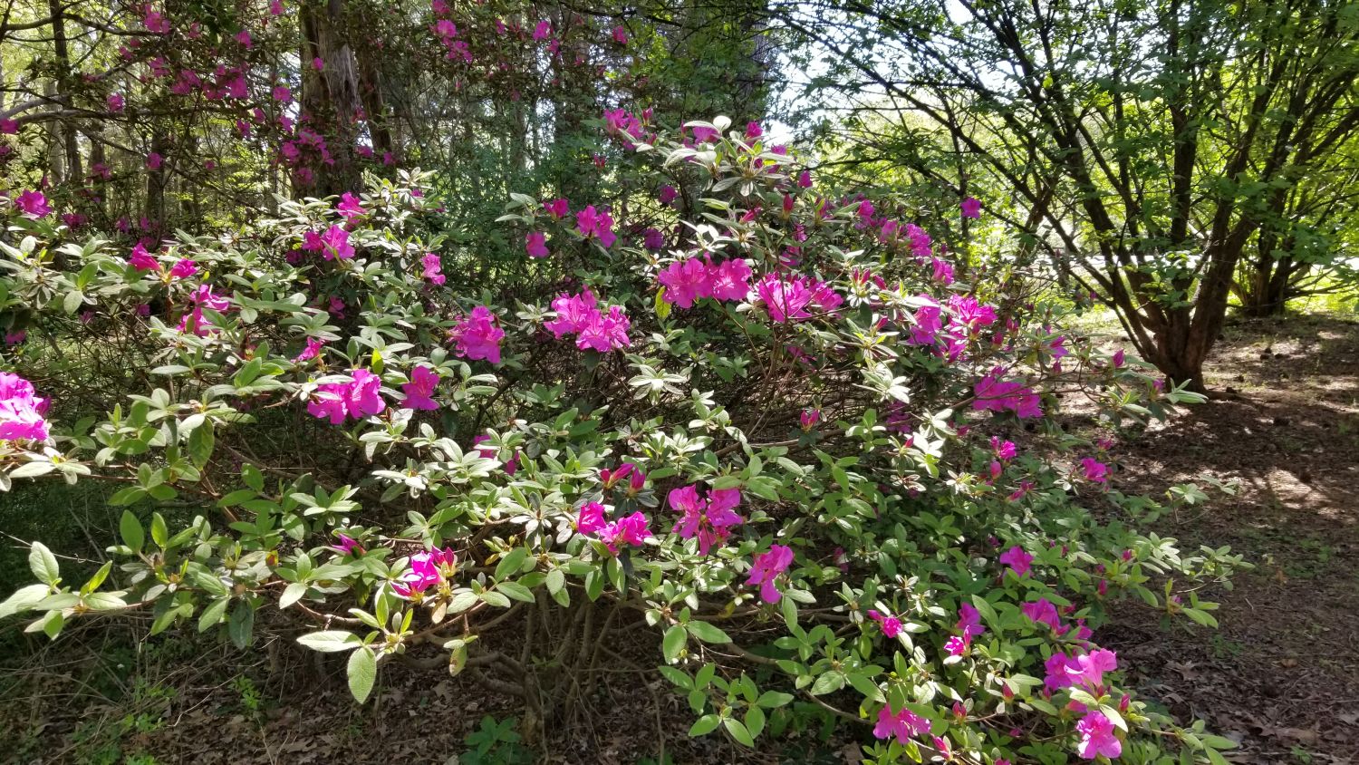 Botanical Gardens