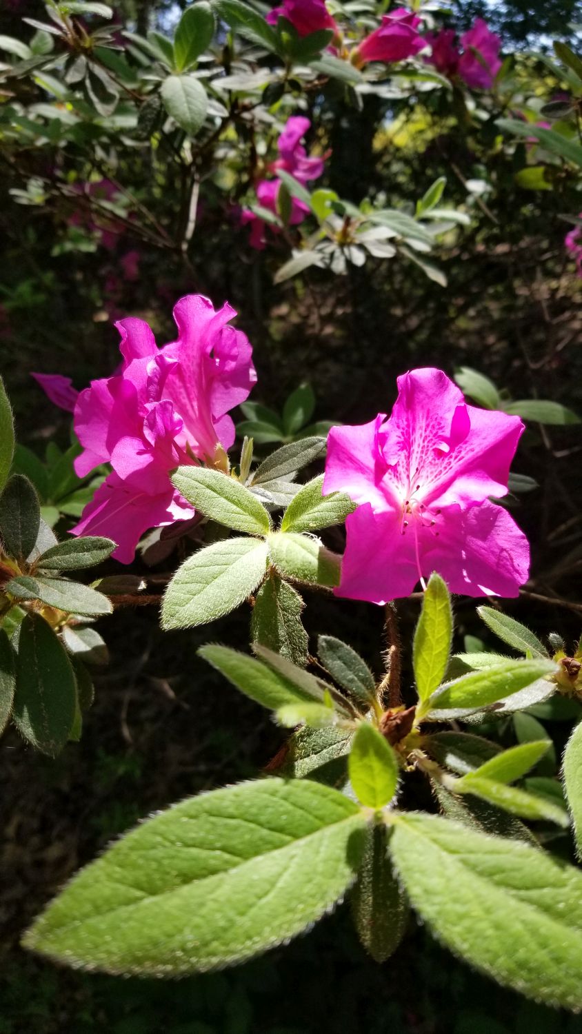 Botanical Gardens