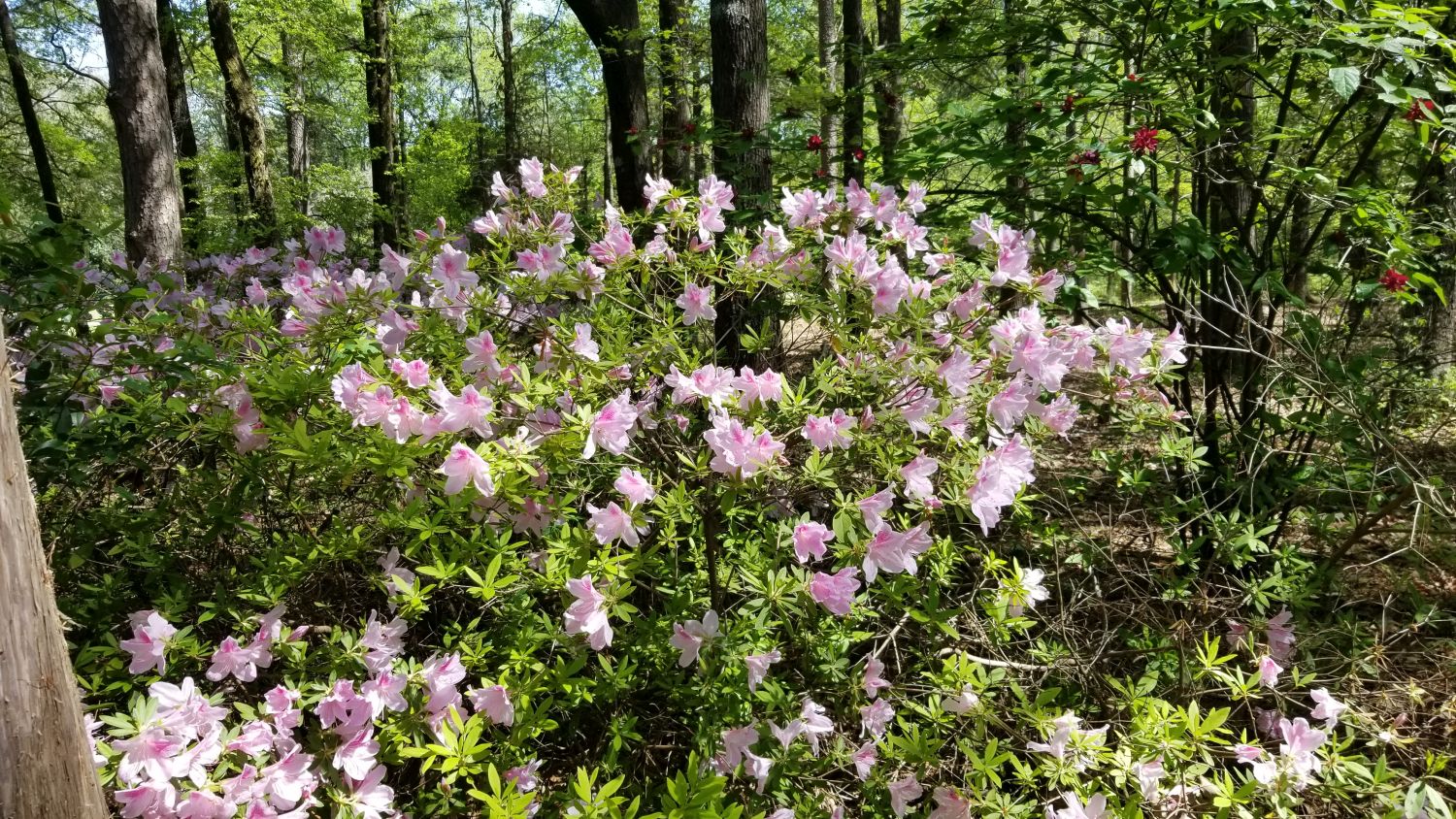 Botanical Gardens