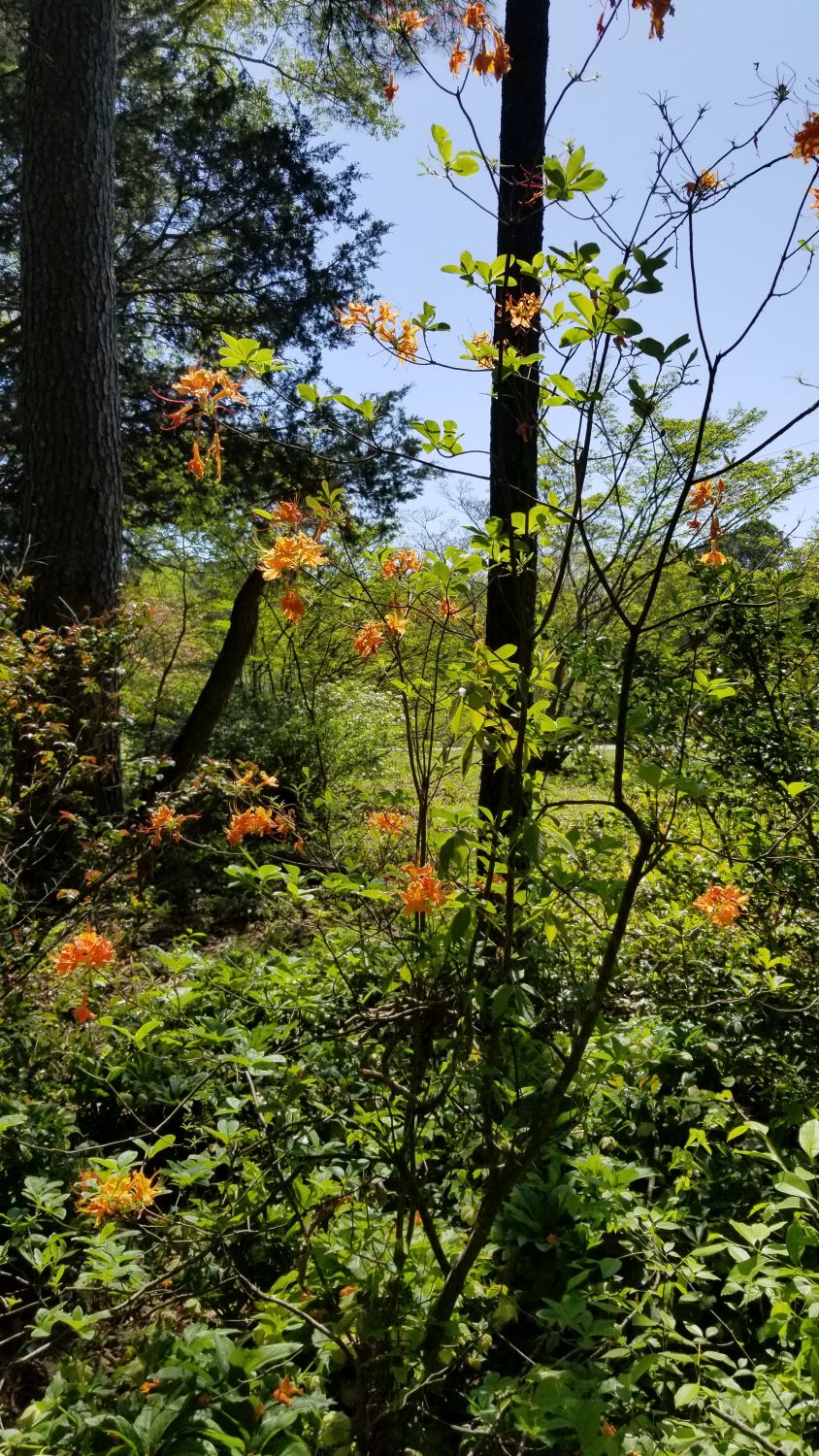 Botanical Gardens