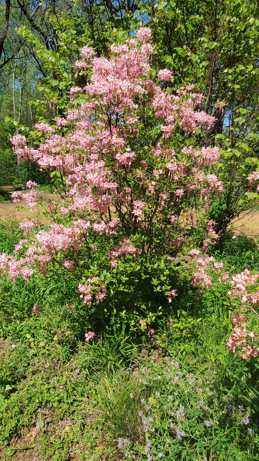 Botanical Gardens